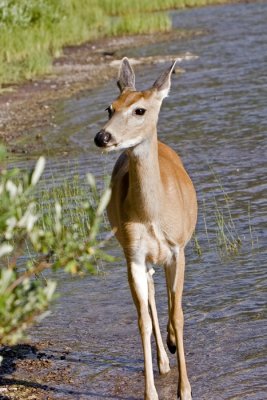 white tail doe.tif
