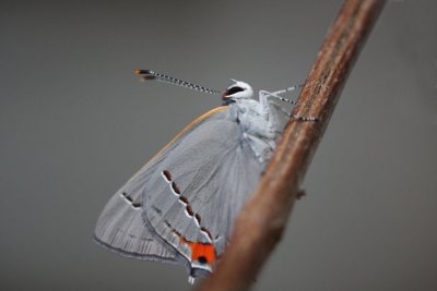hairstreak1 on a stick.jpg