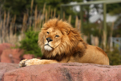dad sunning.jpg