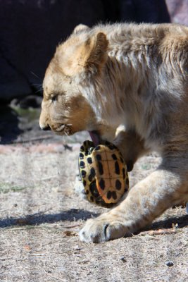 turtle revenge.jpg