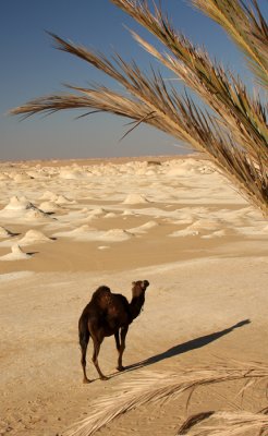 Lonely camel.jpg