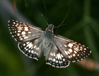 common checkered skipper.jpg