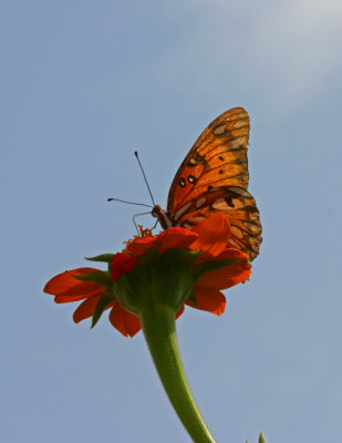 gulf fritillary from below.jpg