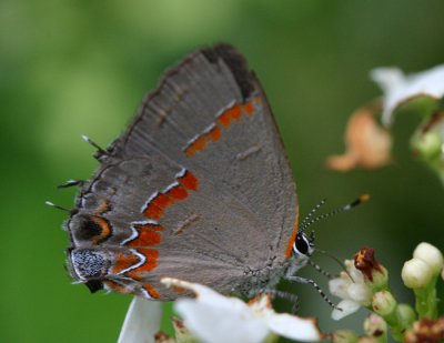hairstreak.jpg
