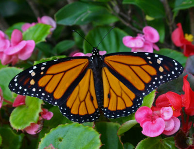 monarch from above.jpg