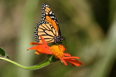 monarch on curves.jpg
