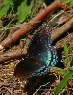red spotted purple.jpg
