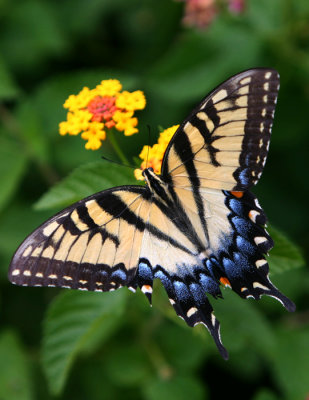 tiger swallowtail .jpg