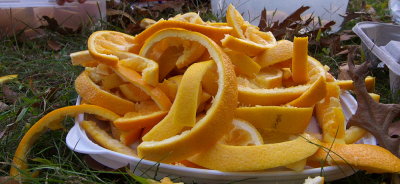 P1000257.jpg