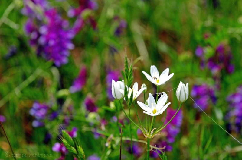 Wild Flowers