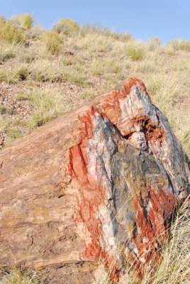 Petrified Forest Rock