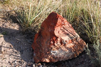 Petrified Forest Rock