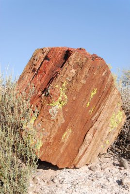 Petrified Forest Rock