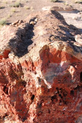 Petrified Forest Rock
