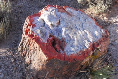 Petrified Forest Rock