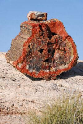 Petrified Forest Rock
