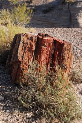 Petrified Forest Rock