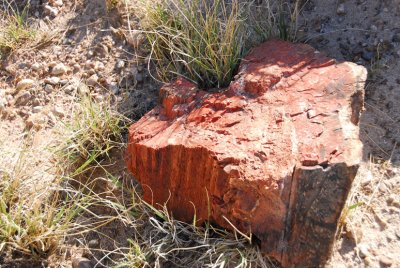 Petrified Forest Rock