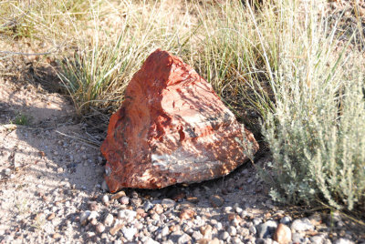 Petrified Forest Rock