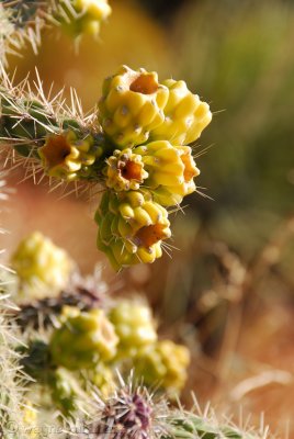 Chapel Cactus