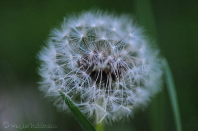 Macro