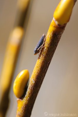 Macro
