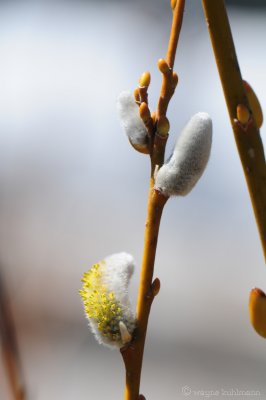 Macro