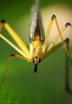Crane Fly