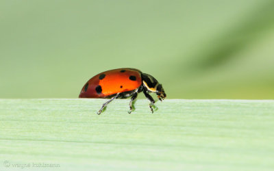 Lady Bug