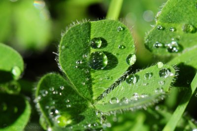Water Drops On Clover