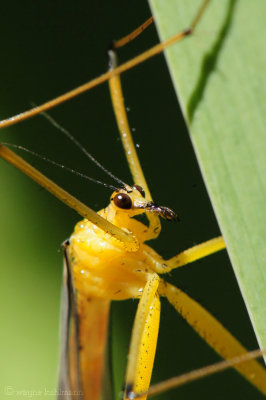 Crane Fly