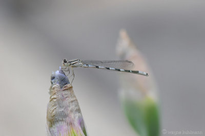 Damselfly