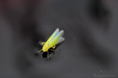 Insect in Wine