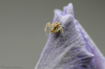 Spider on Iris