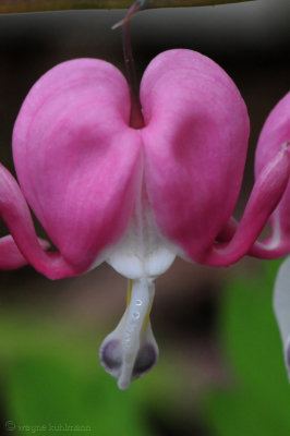 Bleeding Heart