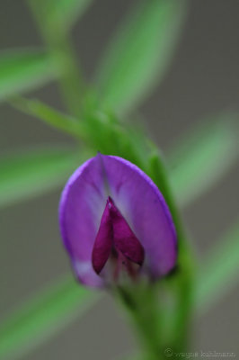 Wild Sweet Pea