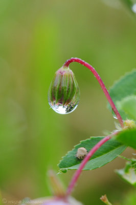 Droplet With Spider