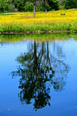 Eldorado Hills Reflecting pond