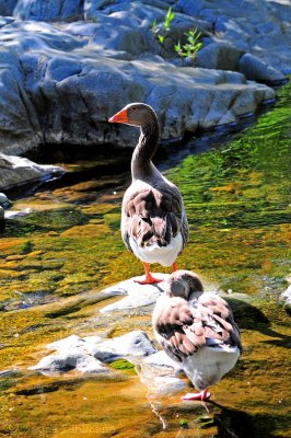 Domestic Goose