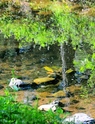 Hangtown Creek