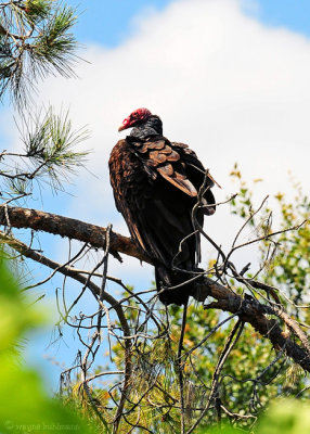 Turkey Vulture