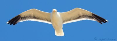 Sea Gull