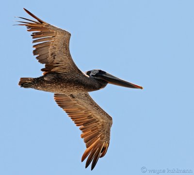 Pelican