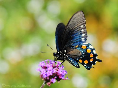 Pipevine Swallowtail