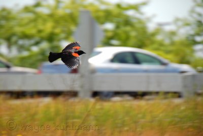Red Shoulder Black Bird