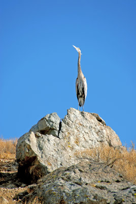 Blue Heron