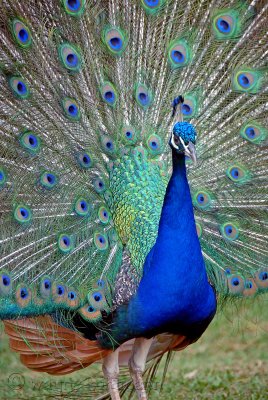 Kauai Peacock