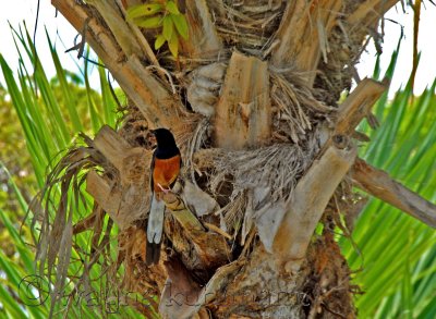 Kauai White-Rumped Shama