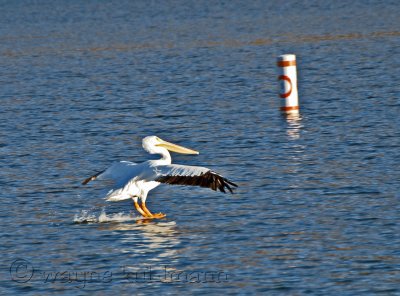 Pelican 5 mph zone
