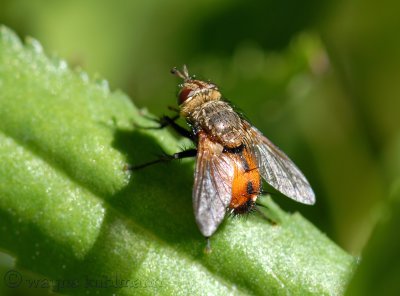 Macro